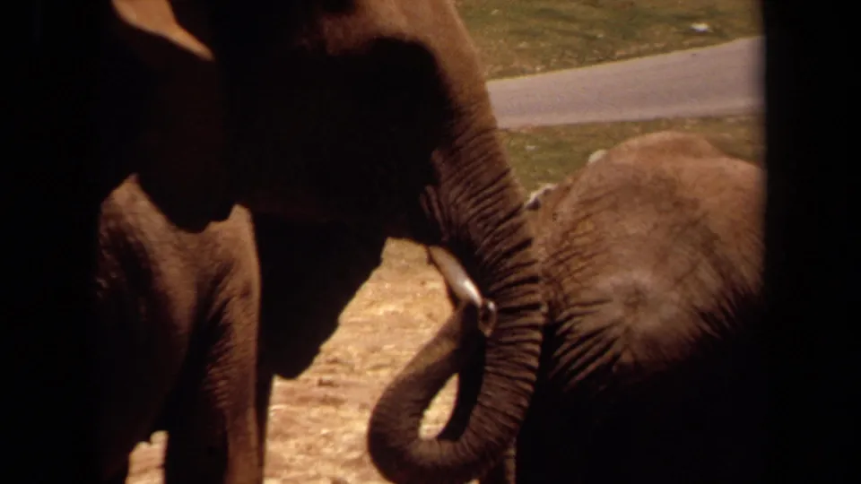 1971 Laguna Hills home-movie frame showing a tusked adult elephant close to the camera with another elephant nearby behind dark window edges.