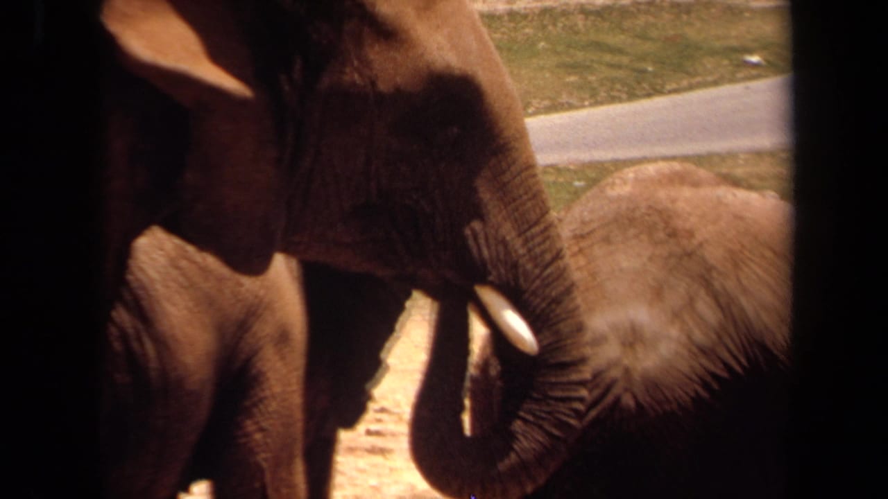 1971 Laguna Hills frame of a tusked elephant viewed from a vehicle, with another elephant beside it and a paved path beyond.