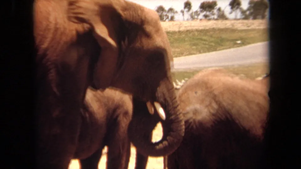 1971 Laguna Hills home-movie view of an adult elephant close to the vehicle, with tusks, trunk, dirt ground, and grass beyond.
