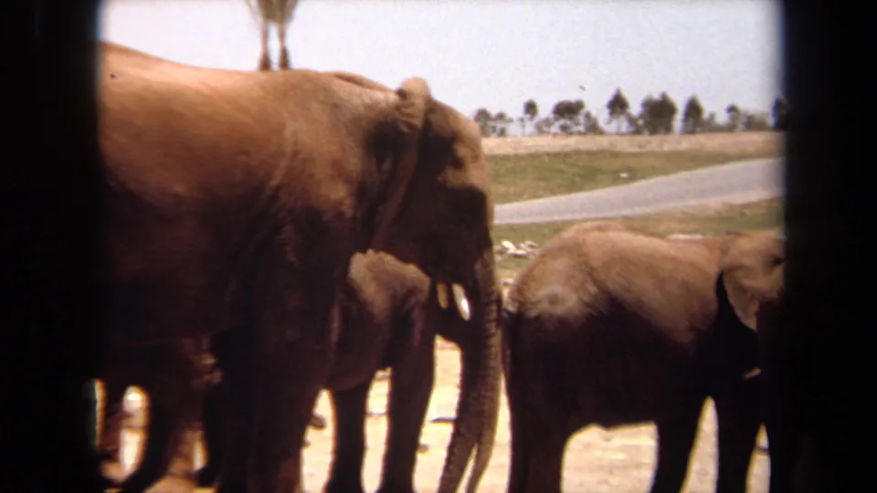 1971 Laguna Hills frame showing elephants in profile from a vehicle, including a tusked adult and smaller elephants near a path.