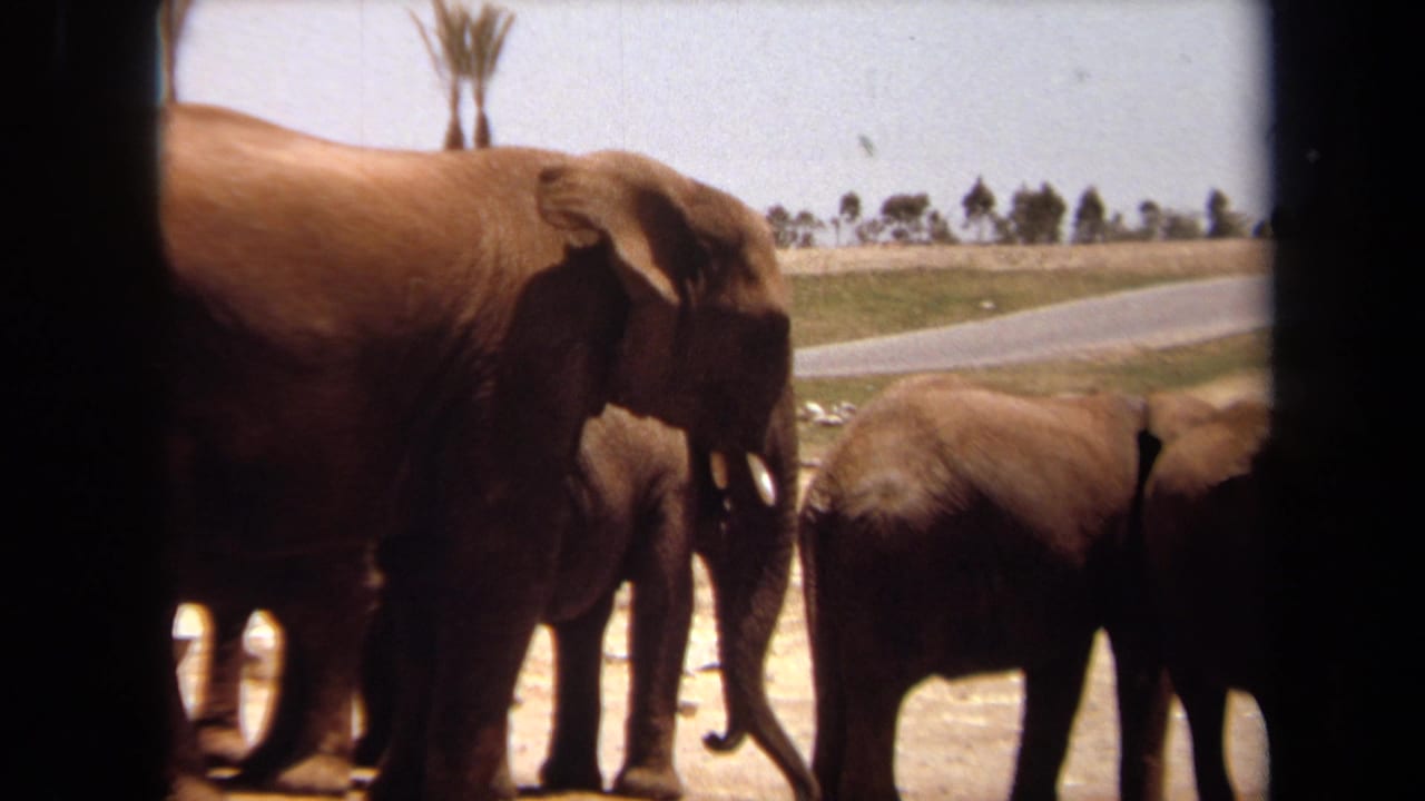 1971 Laguna Hills home-movie frame showing a large tusked elephant beside smaller elephants in a sunlit enclosure.