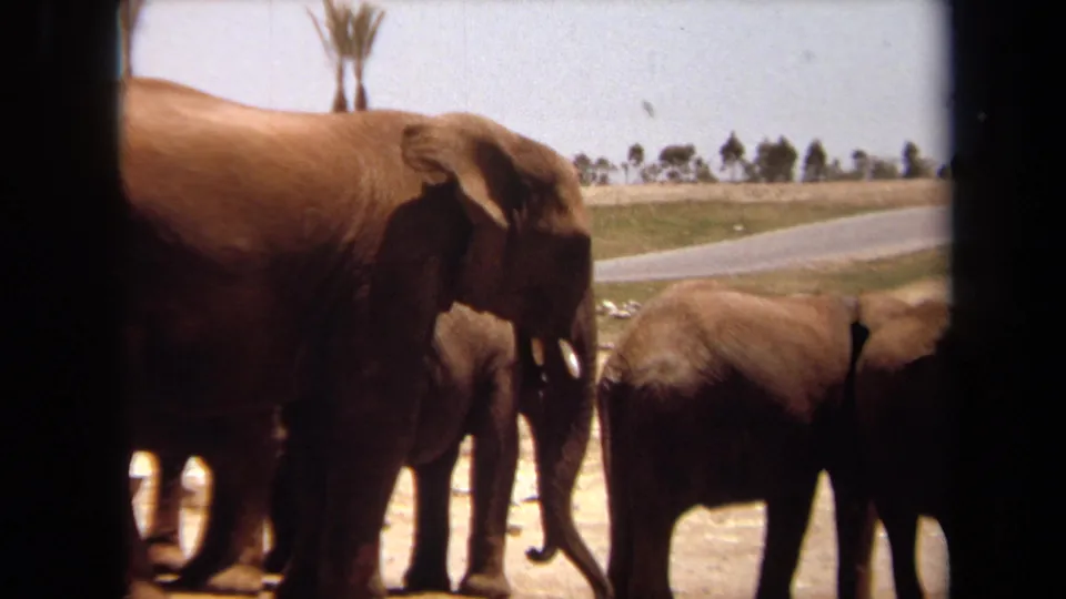 1971 Laguna Hills home-movie frame showing a large tusked elephant beside smaller elephants in a sunlit enclosure.
