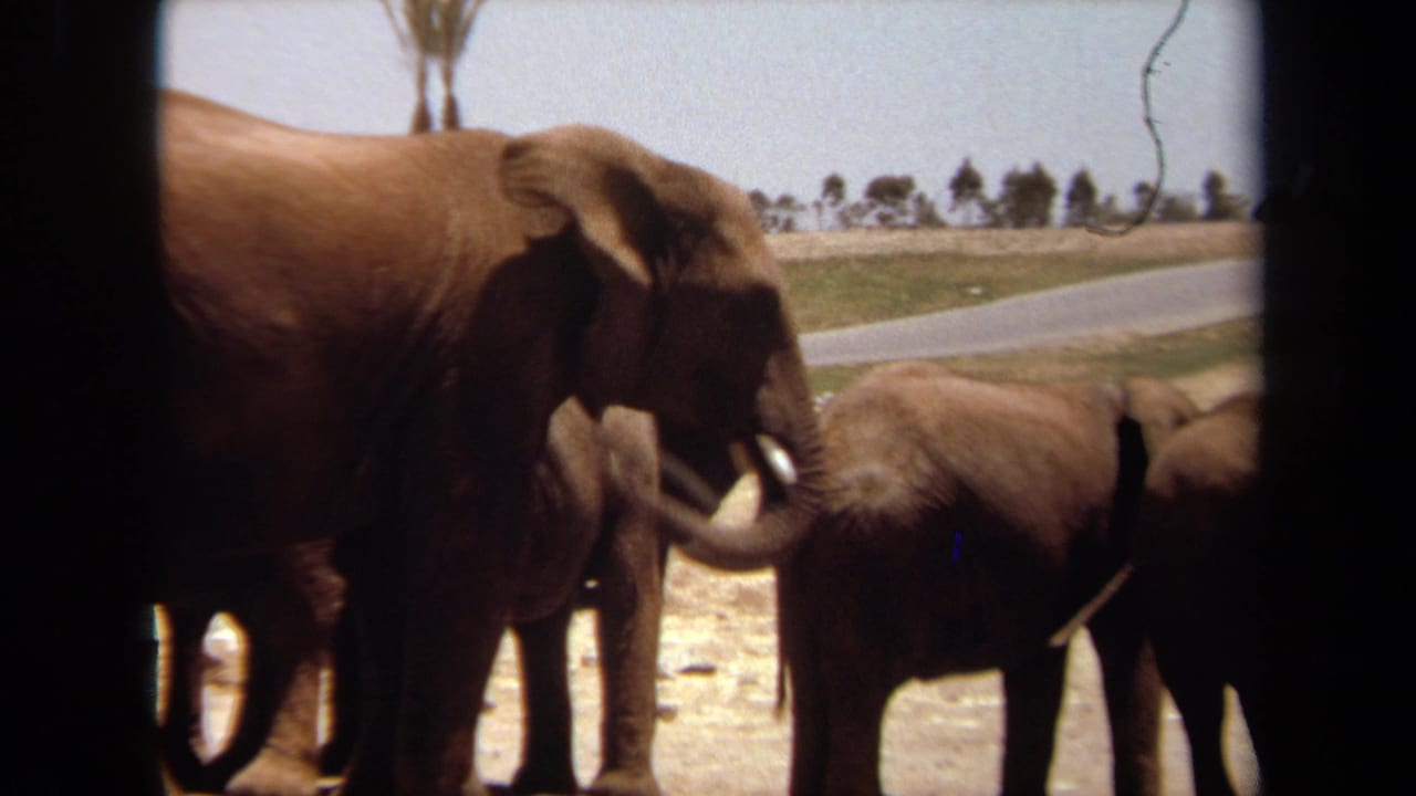 1971 Laguna Hills frame of an adult elephant moving its trunk beside a smaller elephant, with road and trees behind.