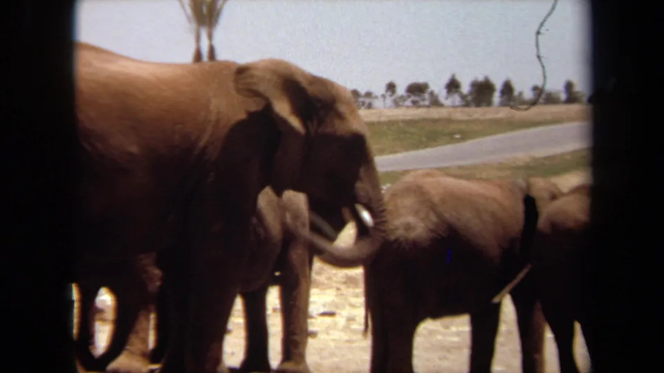 1971 Laguna Hills frame of an adult elephant moving its trunk beside a smaller elephant, with road and trees behind.