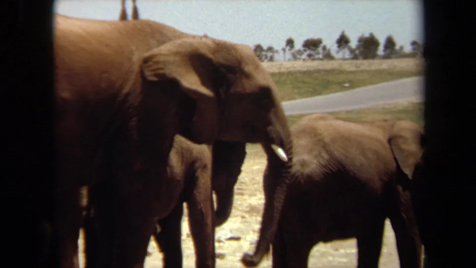 Close 1971 Laguna Hills home-movie view of an adult elephant beside a smaller elephant in bright outdoor light.
