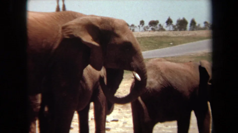 1971 Laguna Hills frame showing a large adult elephant with short tusks interacting near a smaller elephant.