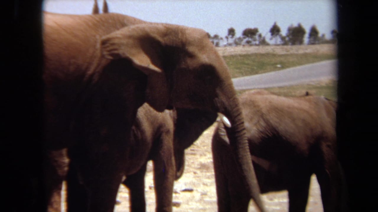 Adult elephant reaches its trunk toward a smaller elephant near a road.