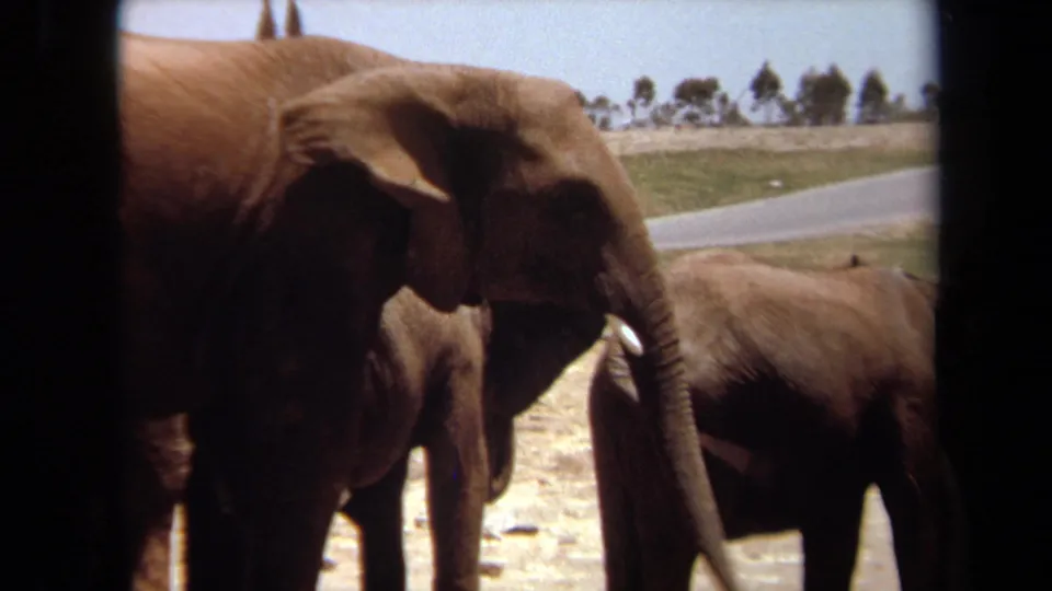 1971 Laguna Hills home-movie frame showing an adult elephant beside a smaller elephant, filmed through dark vehicle-window borders.