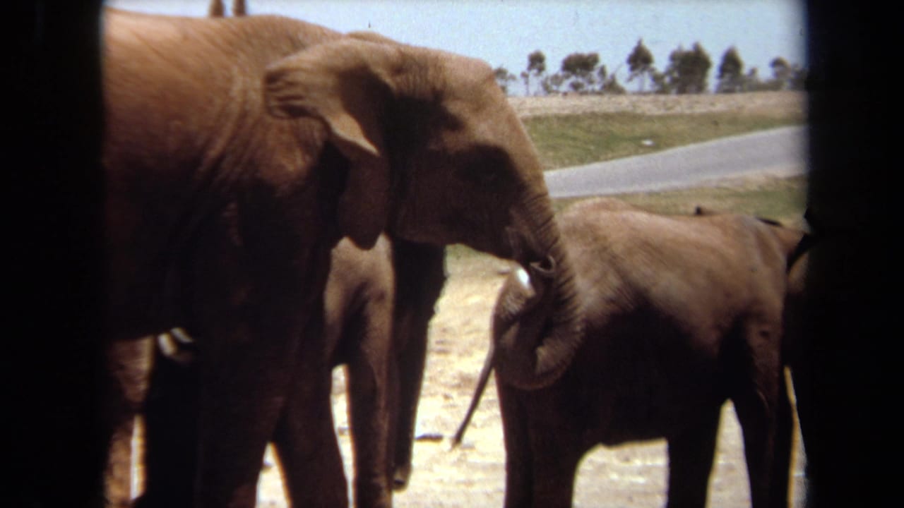 1971 Laguna Hills frame with an adult elephant lowering its trunk near a smaller elephant, with a paved road and trees in the background.