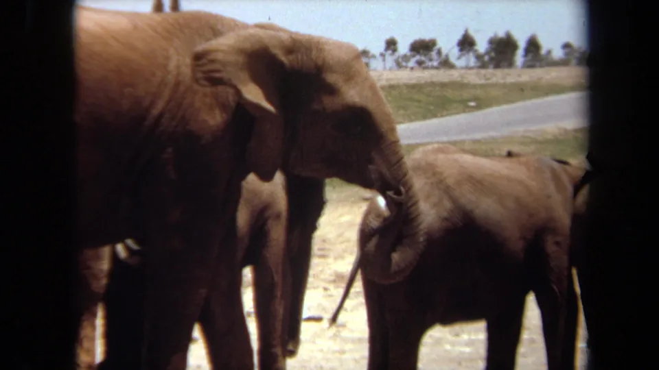 1971 Laguna Hills frame with an adult elephant lowering its trunk near a smaller elephant, with a paved road and trees in the background.