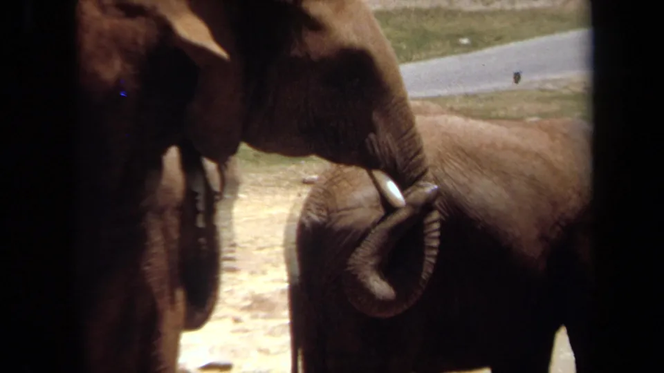 Close 1971 Laguna Hills home-movie view of elephants, including a curled trunk and tusk, framed by dark vehicle-window borders.