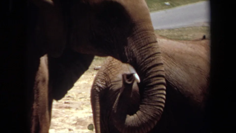 1971 Laguna Hills frame showing a large elephant trunk curled close to the camera, with a smaller elephant partly visible nearby.