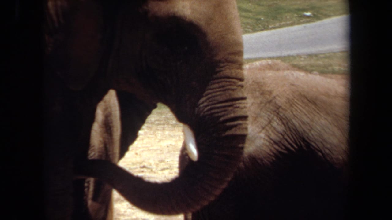 1971 Laguna Hills home-movie frame showing elephants behind dark vertical bars, with tusks, trunks, sunlit ground, and a paved path visible.