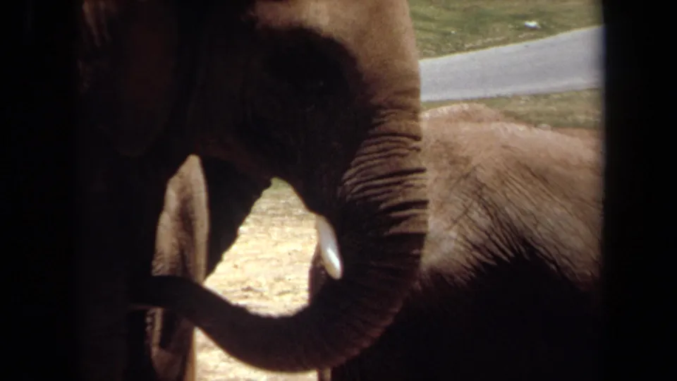 1971 Laguna Hills home-movie frame showing elephants behind dark vertical bars, with tusks, trunks, sunlit ground, and a paved path visible.