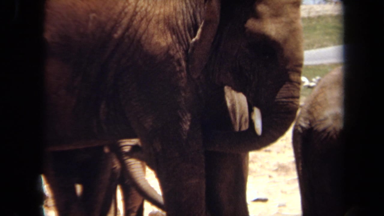 1971 Laguna Hills frame with an adult tusked elephant near other elephants, partly obscured by dark enclosure bars and bright sunlit ground.