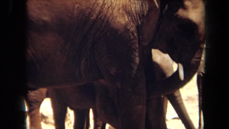 1971 Laguna Hills home-movie frame showing elephants clustered closely behind dark bars, with tusks, legs, and textured skin visible.