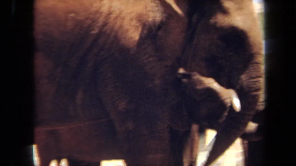 1971 Laguna Hills frame showing a smaller elephant close beside an adult, with tusks, trunks, bars, and warm 8mm color visible.
