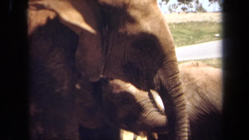1971 Laguna Hills home-movie frame showing a baby elephant close to an adult elephant, partly obscured by dark barrier edges.
