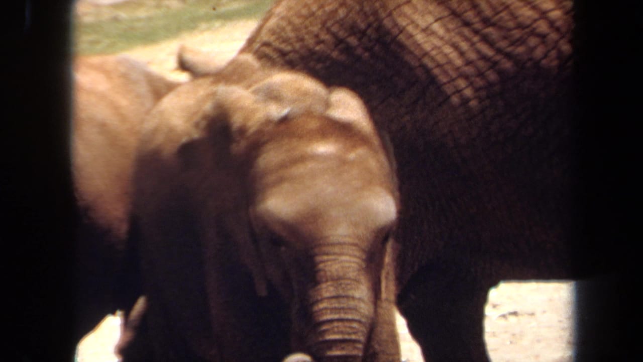 Baby elephant facing forward beside the adult elephant’s body in the enclosure.