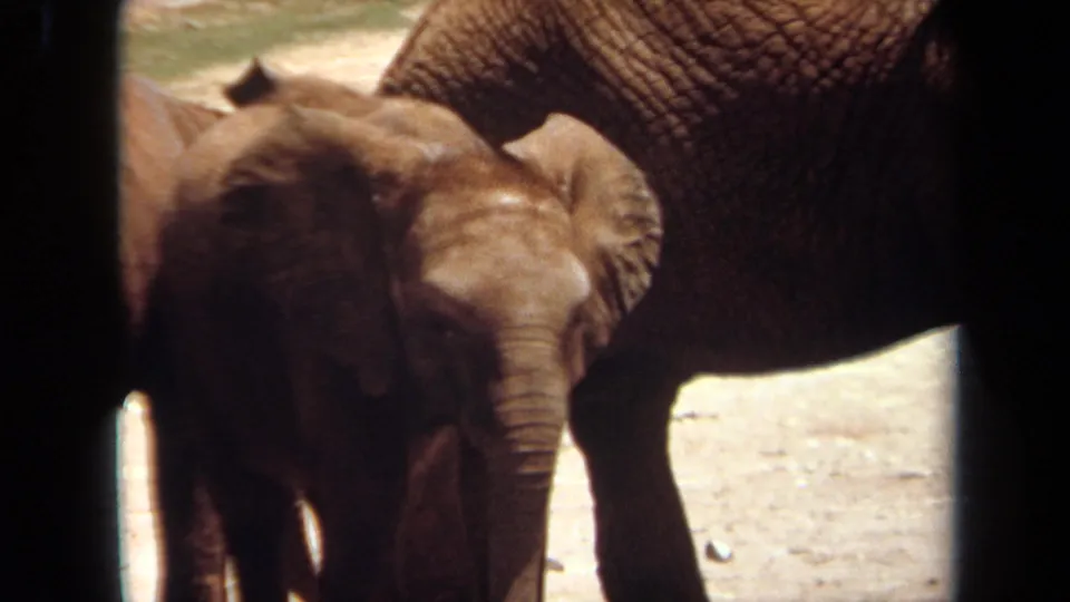 1971 Laguna Hills home-movie frame showing the calf tucked close beside the adult elephant, partially shadowed by the barrier framing.