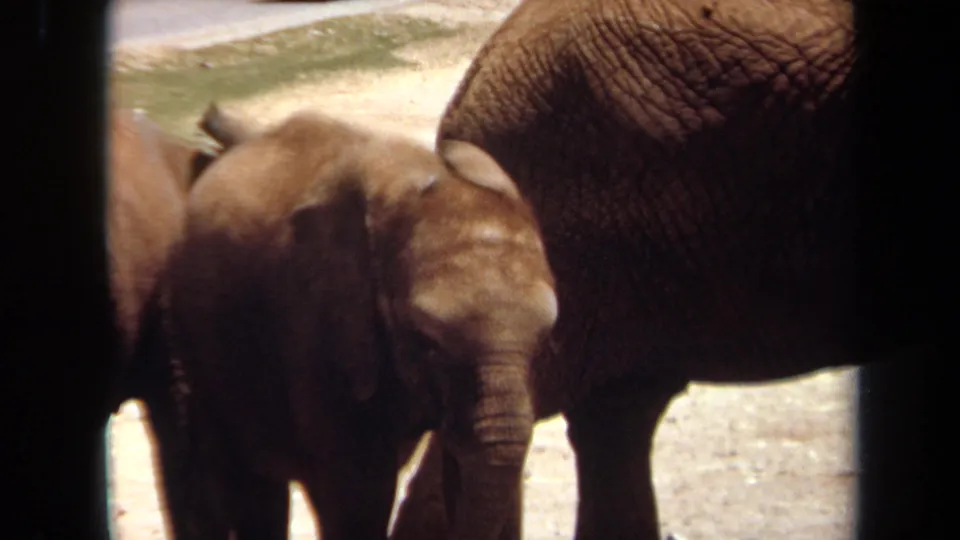 1971 Laguna Hills frame showing the baby elephant beside the adult elephant, seen through dark foreground bars or window edges.