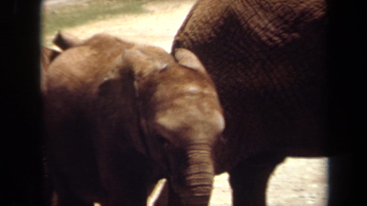 Baby elephant standing near a larger adult elephant behind dark vertical bars.