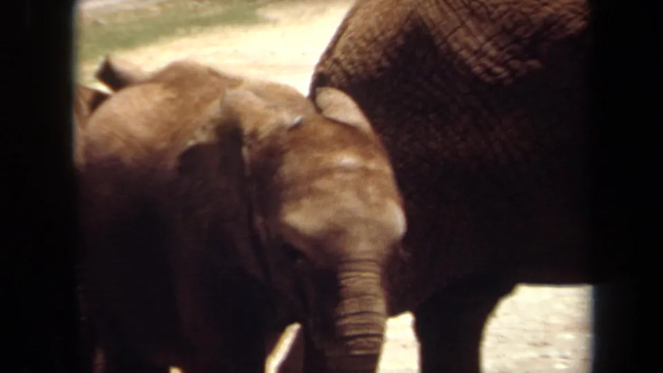 1971 Laguna Hills 8mm frame showing a young elephant close to an adult, partly obscured by dark vertical bars.