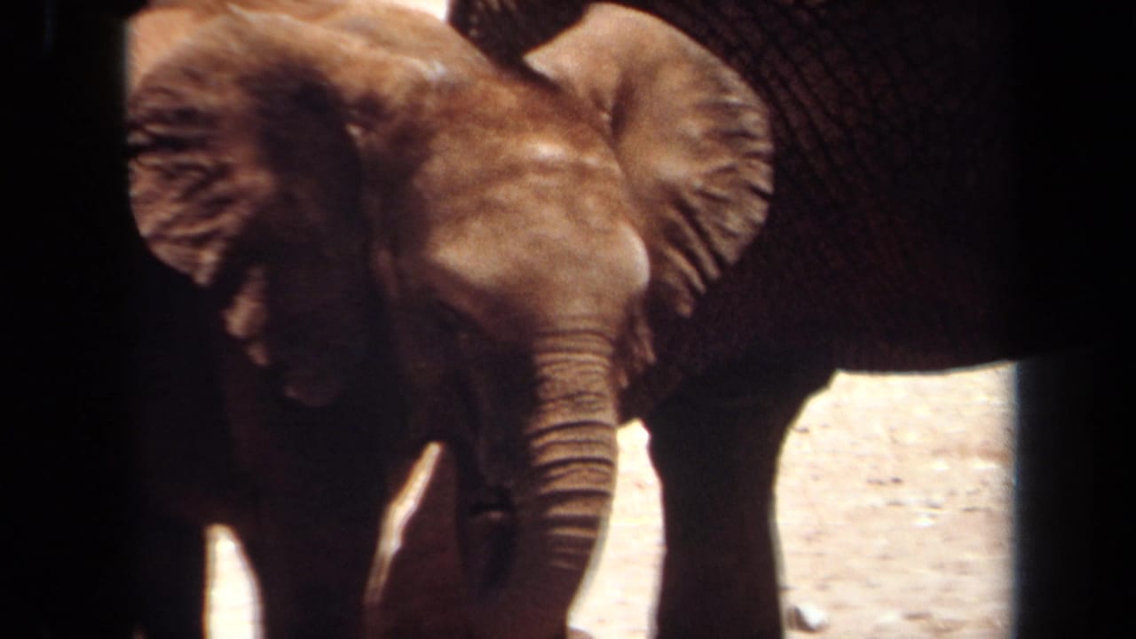 Young elephant facing forward beside an adult elephant with ears partly spread.