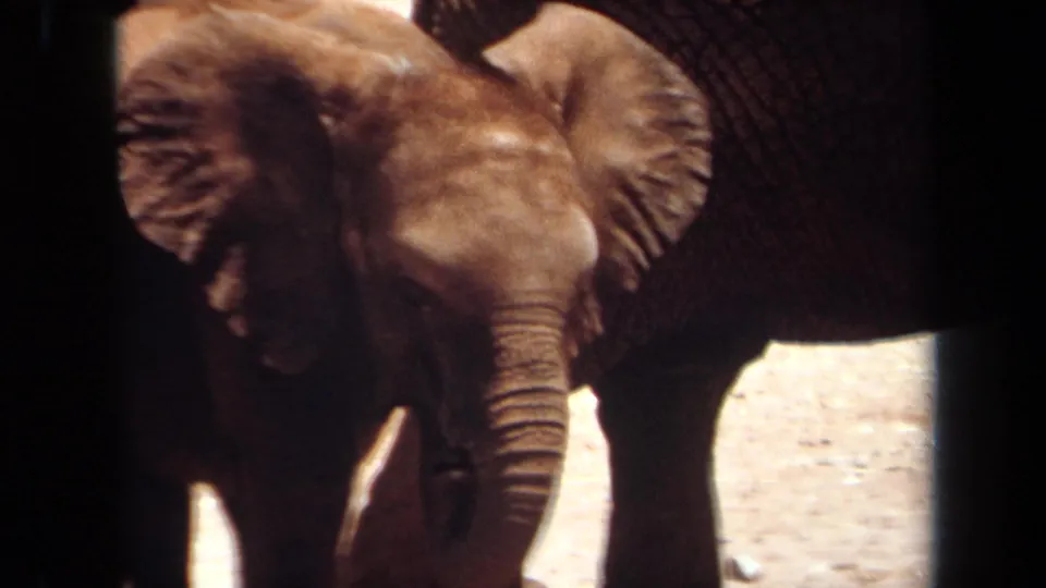1971 Laguna Hills 8mm frame of a young elephant facing the camera near a larger elephant in a sunlit enclosure area.