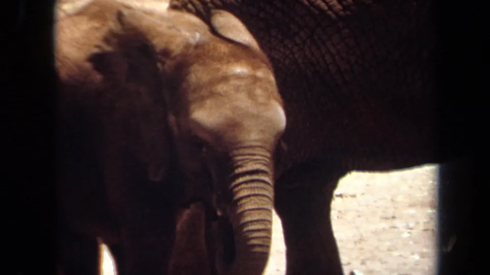1971 Laguna Hills 8mm frame with the baby elephant partly cropped as it moves near the adult elephant.