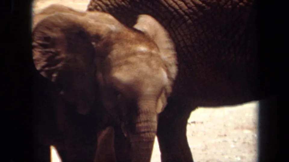 1971 Laguna Hills 8mm frame showing the young elephant near the adult, with dark bars crossing the visitor-shot view.
