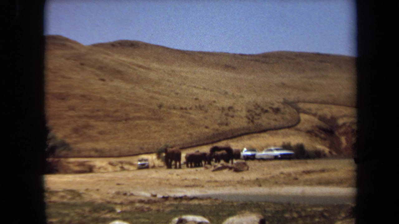 1971 Laguna Hills 8mm frame showing elephants near several parked cars in a sunlit dry hillside setting.