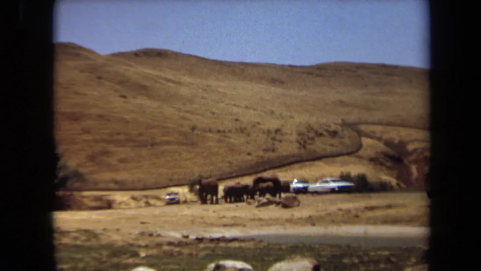 1971 Laguna Hills 8mm frame showing elephants near several parked cars in a sunlit dry hillside setting.