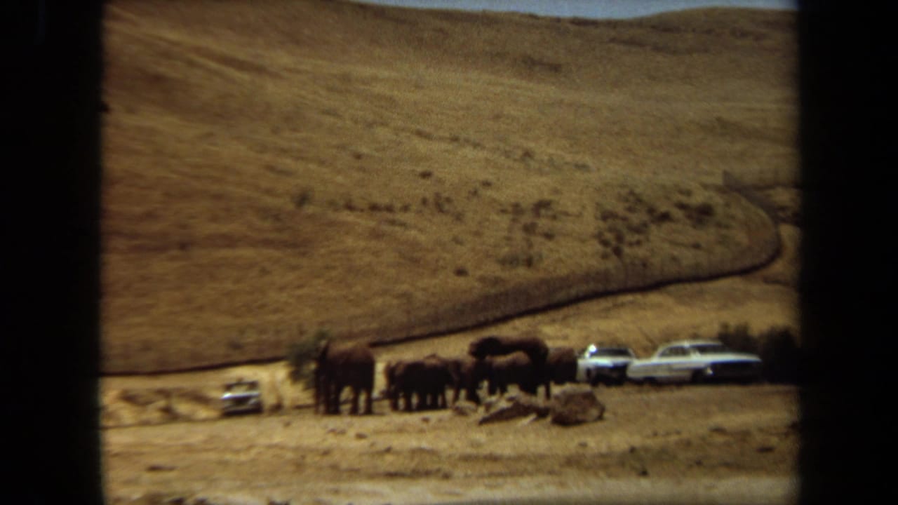 1971 Laguna Hills 8mm frame with a small herd of elephants beside light-colored cars in an arid viewing area.