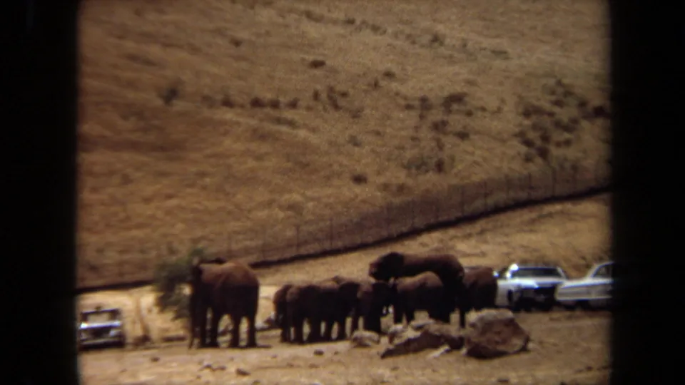 1971 Laguna Hills home-movie frame showing elephants close to rocks, parked cars, and a fenced dry slope.