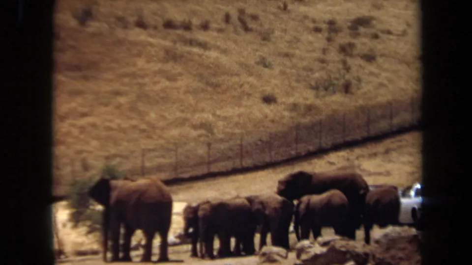1971 Laguna Hills 8mm frame with elephants in the foreground, dry hillside behind them, and cars partly visible at the side.