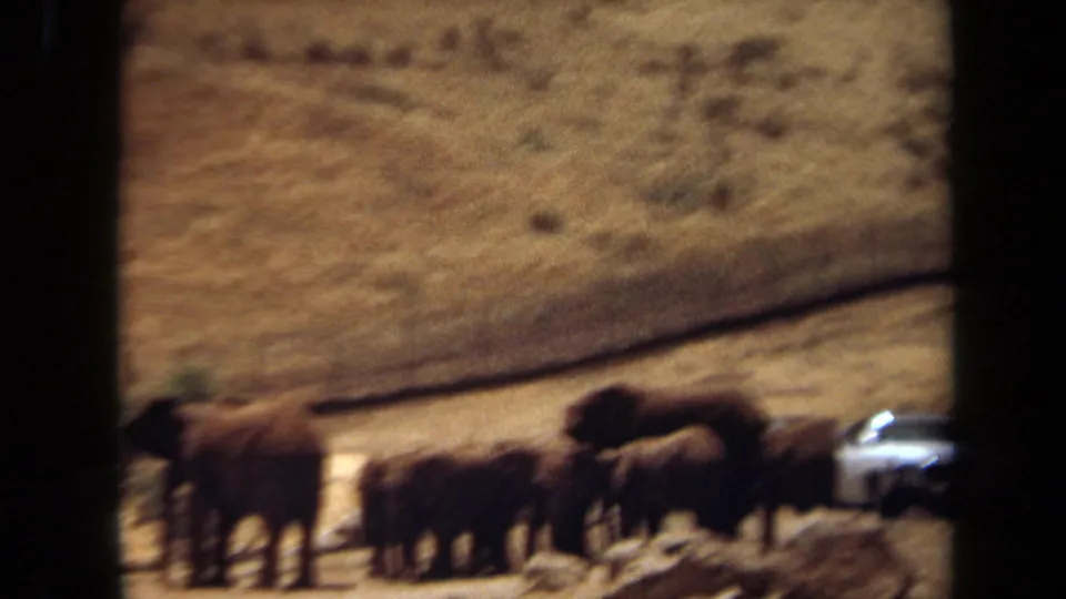 1971 Laguna Hills 8mm frame showing elephants and calves near a road, with a white car partly visible in a dry enclosure.