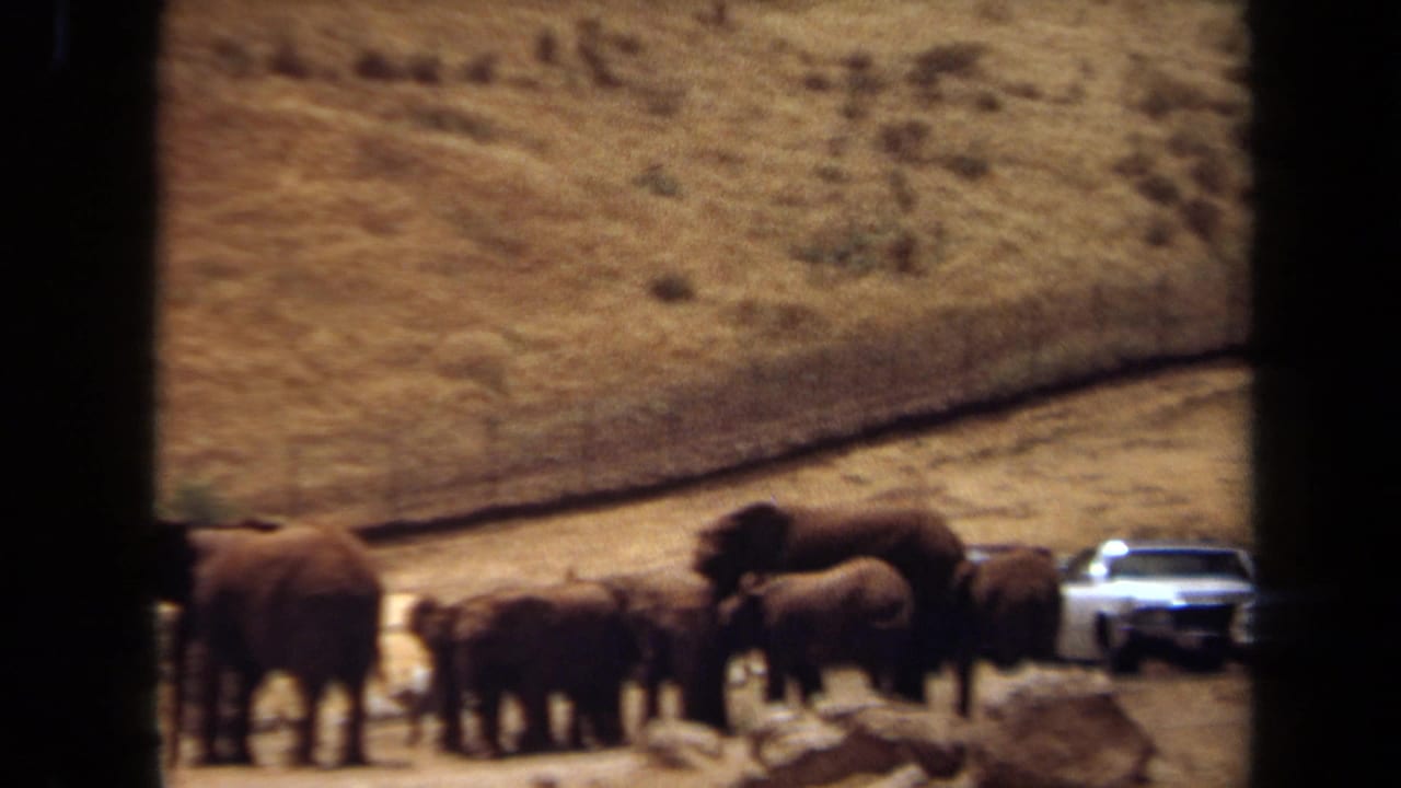 1971 Laguna Hills frame with elephants clustered near a white car, seen through dark vehicle-window edges.