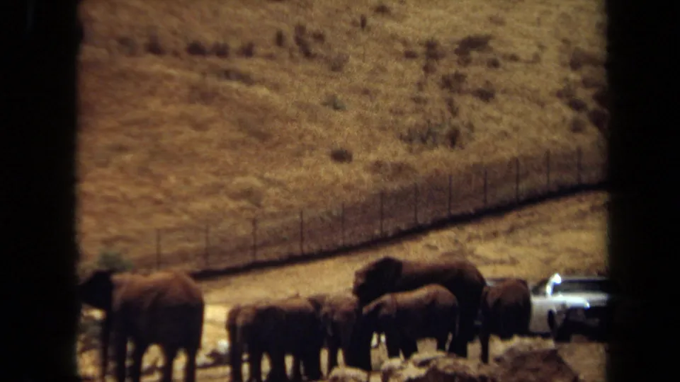 1971 Laguna Hills 8mm frame showing elephants in a fenced dry enclosure, with rocks and a white car at the right edge.