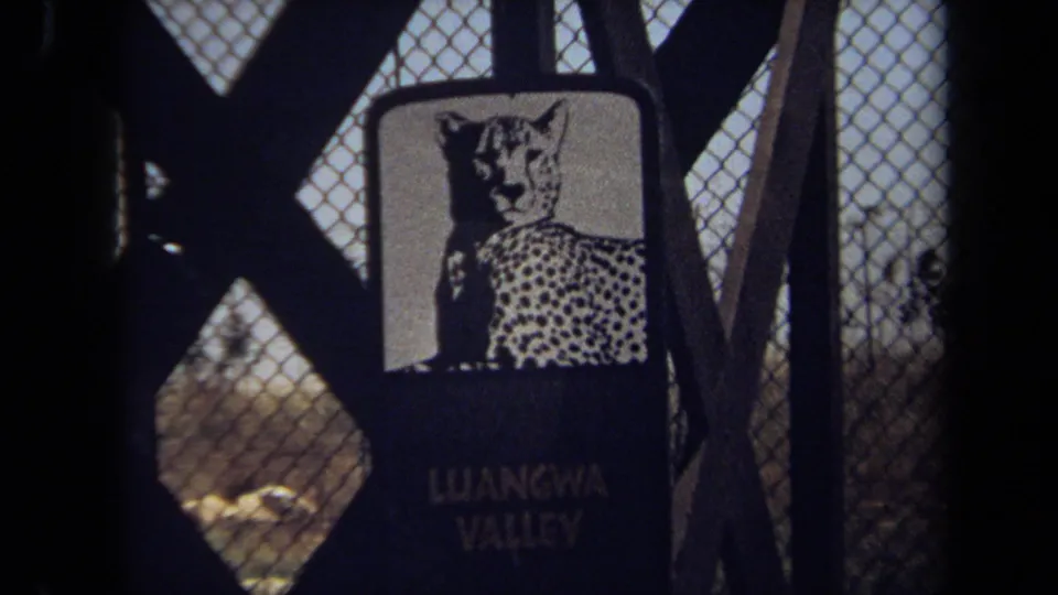 Close 1971 8mm view of a Luangwa Valley cheetah sign at the Laguna Hills zoo setting, partly obscured by fencing.