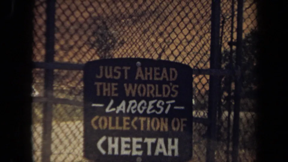 1971 Laguna Hills zoo sign advertising the world's largest collection of cheetah, filmed through chain-link fencing.