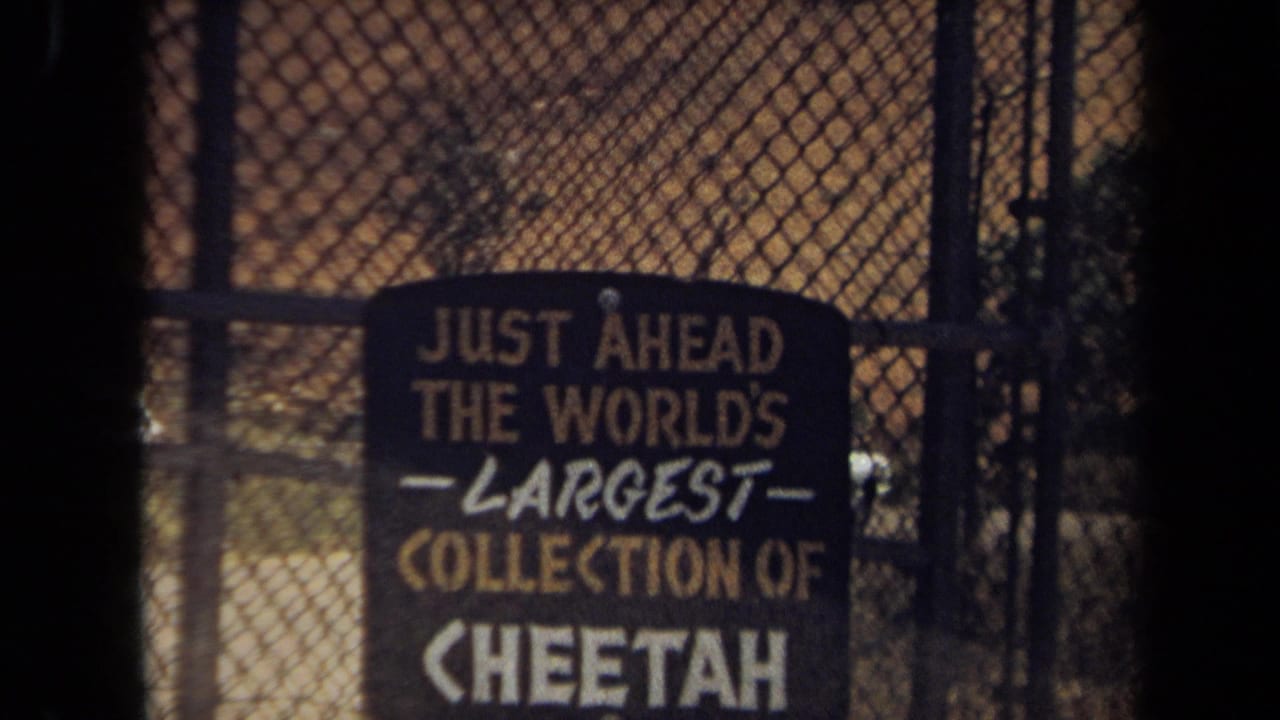 1971 Laguna Hills zoo sign seen through chain-link fencing, advertising the world's largest collection of cheetah.