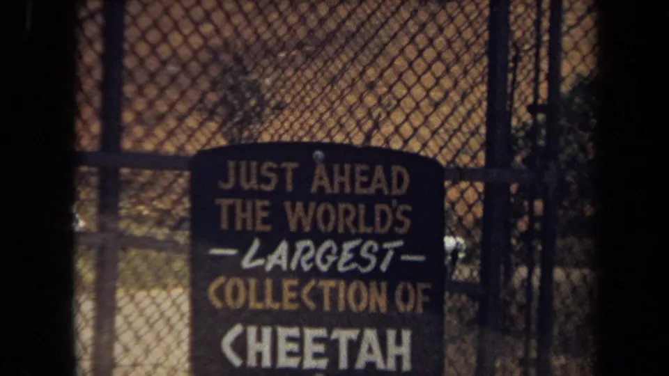 1971 Laguna Hills zoo sign seen through chain-link fencing, advertising the world's largest collection of cheetah.