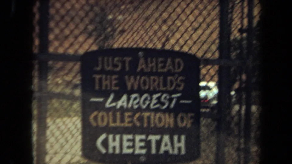 Visitor-shot 8mm frame of the cheetah collection sign, partially blocked by fence and dark vertical foreground shapes.