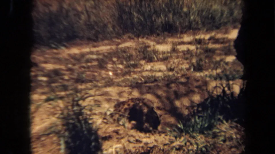 Cheetah appears to rest in a dry zoo enclosure in the 1971 Laguna Hills home-movie footage.