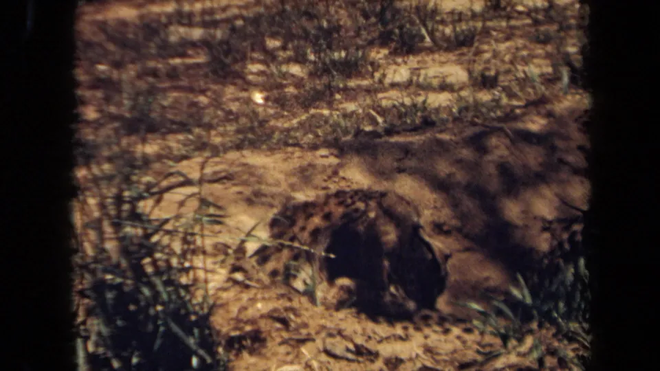 1971 8mm frame of a spotted big cat resting in shade on dry earth, with sparse grass and scrub behind it.