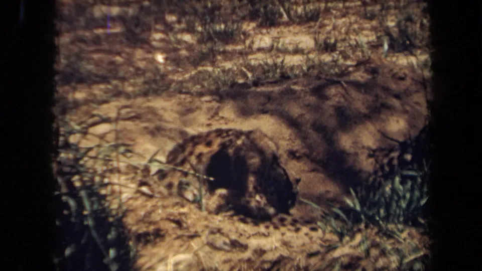 1971 8mm frame showing a spotted big cat lying in partial shade, with dry soil, grass clumps, and brush visible around it.