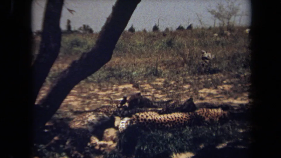 1971 8mm frame of two spotted big cats lying under tree shade, with dark trunks crossing the foreground and dry grass beyond.