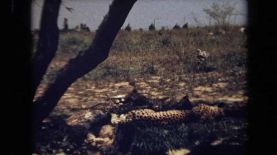 1971 8mm frame showing two spotted big cats lying together in shaded ground beneath trees, with scrubby vegetation in the background.