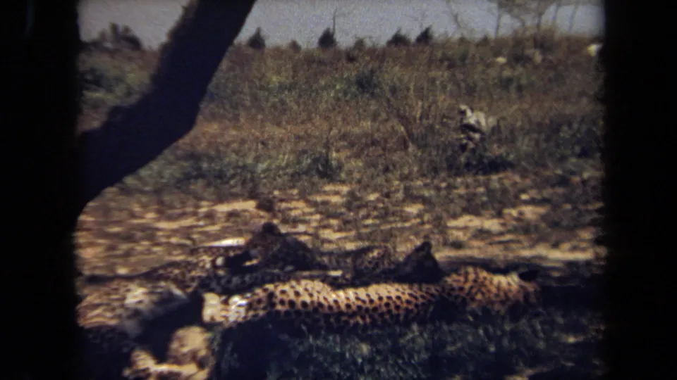 1971 8mm frame from Laguna Hills metadata showing spotted cheetahs lying in shade behind dark tree trunks and scrub grass.